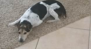 Duke lying down
